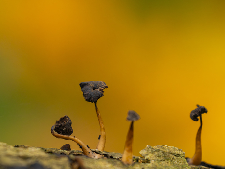 Mini landschapje