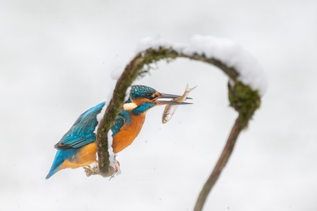 IJsvogel in de sneeuw 