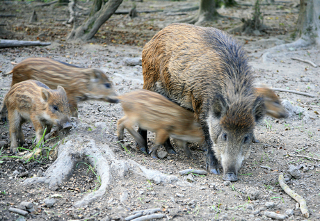 Wild Zwijn met jonkies