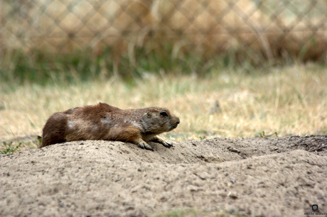 prairihond waaks over hol