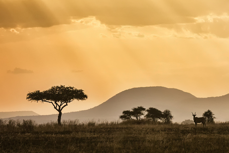 Zonsondergang Serengeti