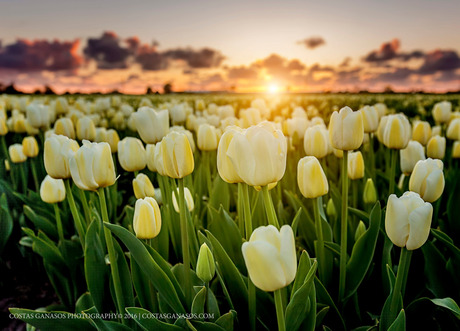 Sunset between the white tulips