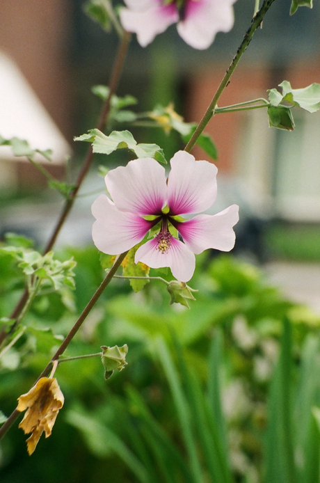 bloem close up