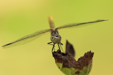 dragonfly