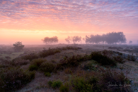Foggy color explosion 