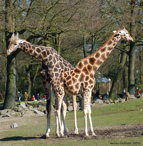 Giraffe's