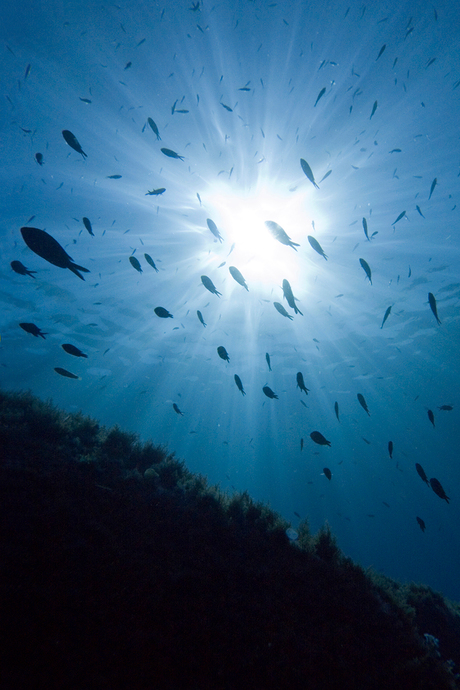 Chromis