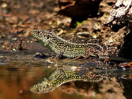 Groene zandhagedis