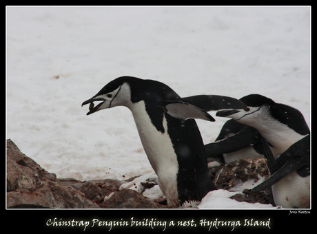 Pinguins met stenen