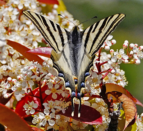 Ik ben de mooiste en grootste vlinder van europa