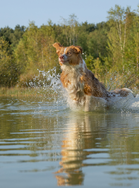 Water Fetch!