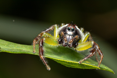 Mopsus Mormon