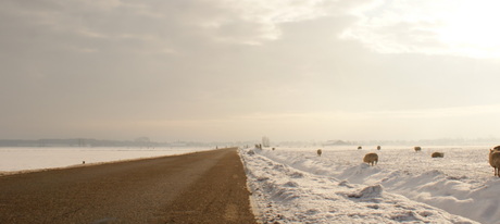 sheep in the snow