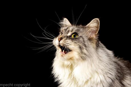 Gida ChaGIDAbuba maine coon 