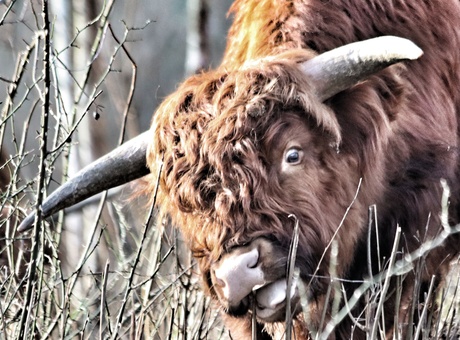 Schotse Hooglander