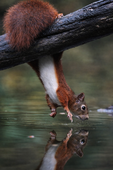 Eekhoorn boven het water