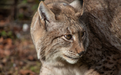 Lynx