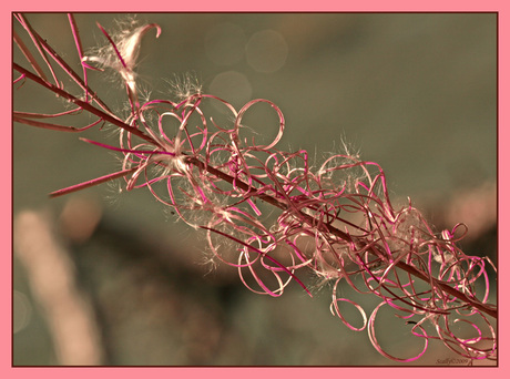 Pink ribbon, roze lintjes...