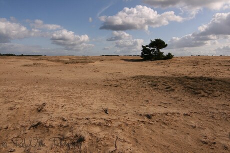 Zandverstuiving Kootwijk