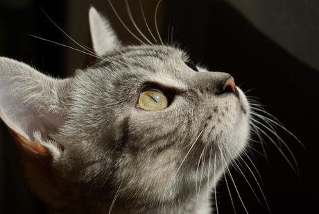 Onze britse korthaar Kooda