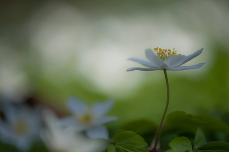 Anemone Nemorosa...