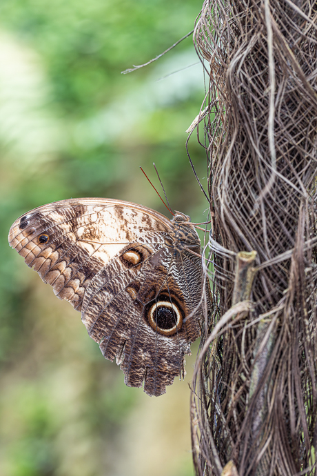 Caligo memnon