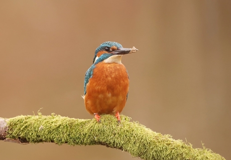 ijsvogel