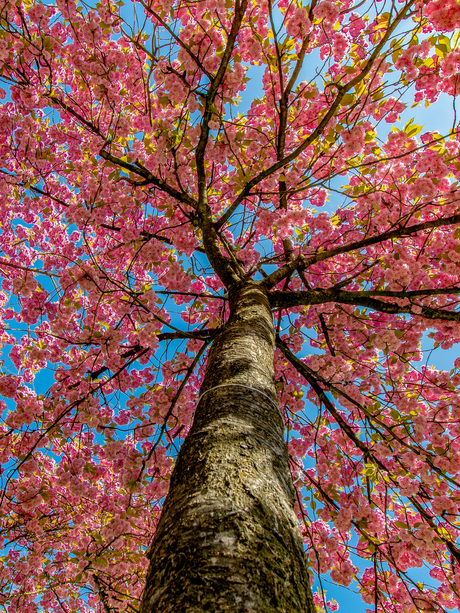 Japanse bloesemboom