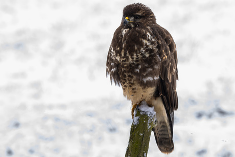 Buizerd op paal in de sneeuw.