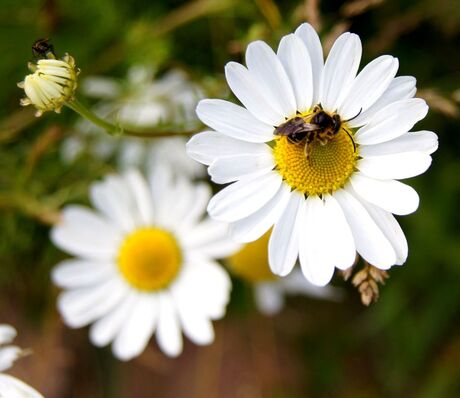 Margrieten en insecten