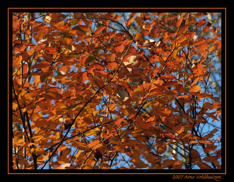 Herfst bladeren