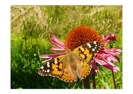 Distel vlinder