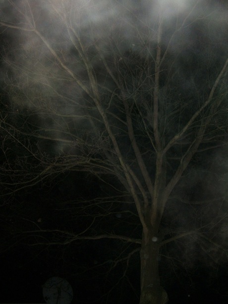 boompje met mist