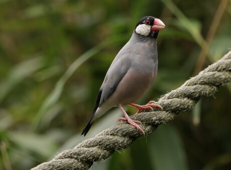 Rijstvogeltje