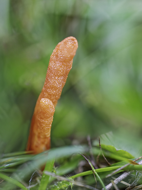 De rupsendoder paddenstoel