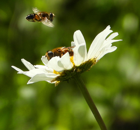 Bijen bijeen