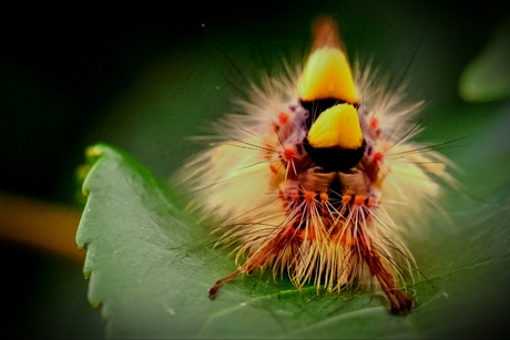 Rups van de witvlakvlinder 