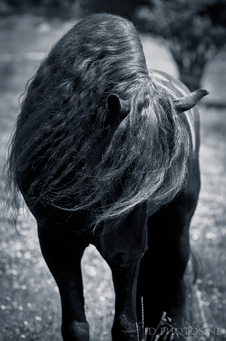 Frisian stallion