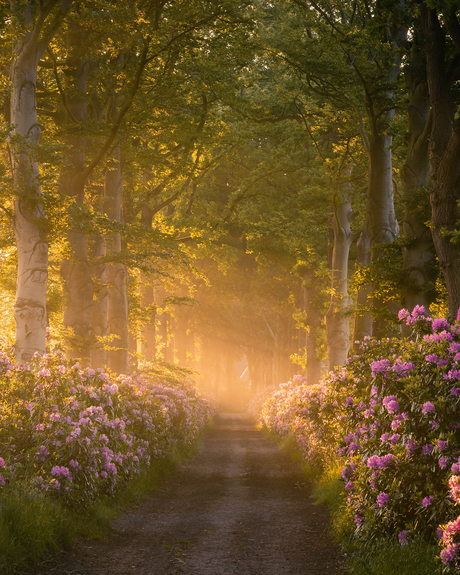 De perfecte lente ochtend 