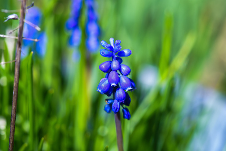 Blauw druifje