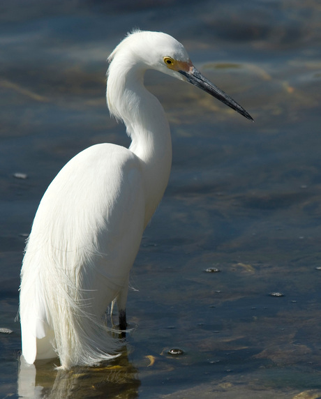 White Heron