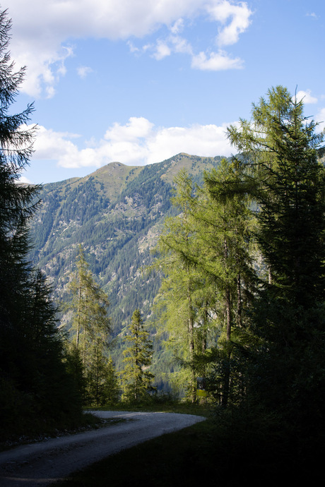 Road through nature