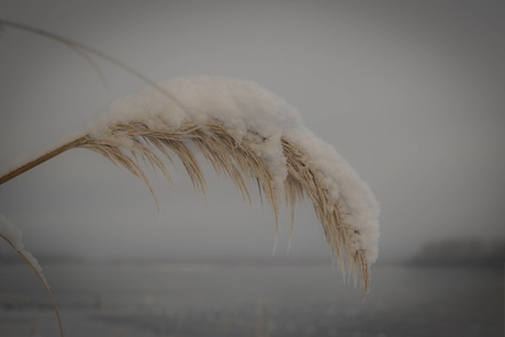 Pampas in de sneeuw….❄️ 