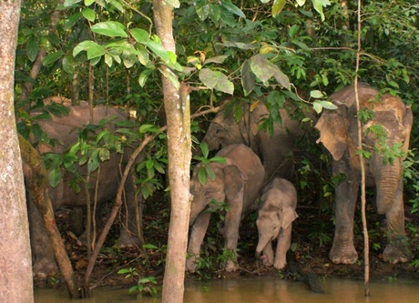 kudde Pygmy olifanten, Sabah, Borneo