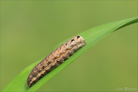 Rups van de "Volgeling"