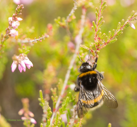 Hommel tussen de heide...