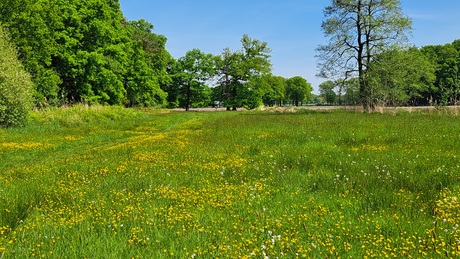 De velden vol boterbloemen 