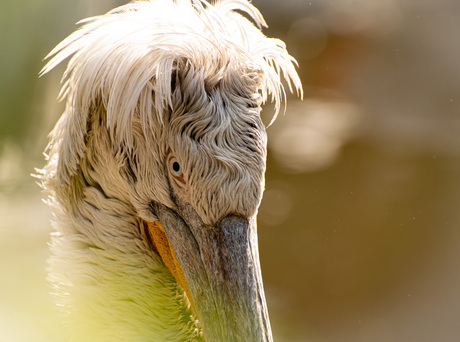 Kroeskop Pelikaan romantisch portret 