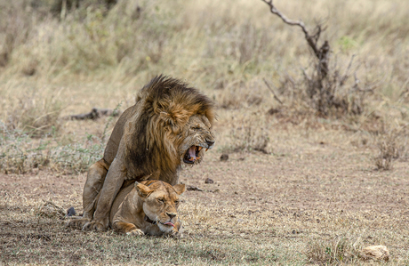 Parende leeuwen in Tanzania