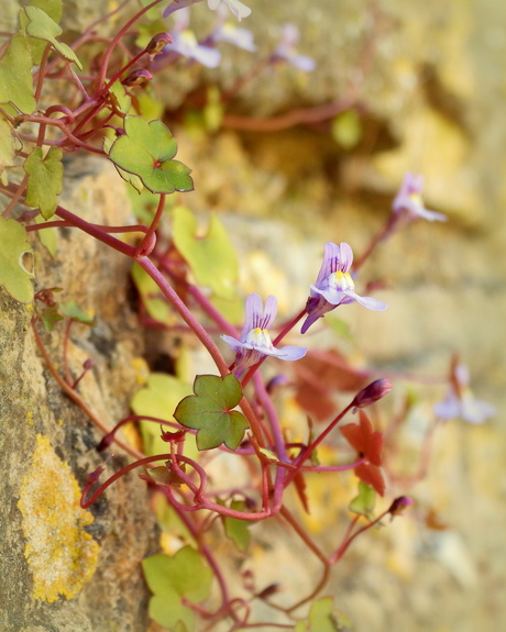 Spiegeltje spiegeltje aan de wand......